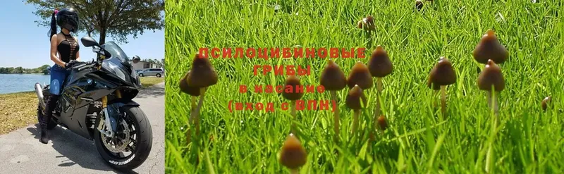 цены наркотик  Карпинск  ОМГ ОМГ зеркало  Псилоцибиновые грибы Cubensis 